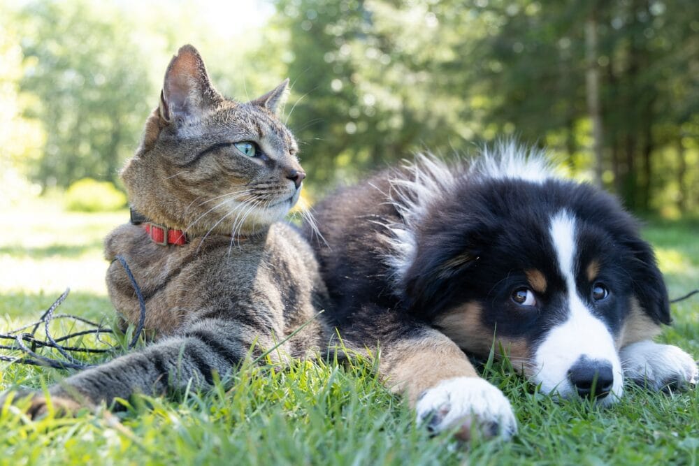 Are Cats or Dogs More Popular in Canada? What Statistics Say (2026 Update)