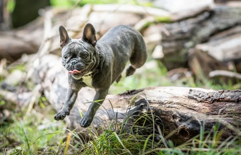 2 Off-Leash Dog Parks in Northampton, MA (With 4 Extra Nearby Options)