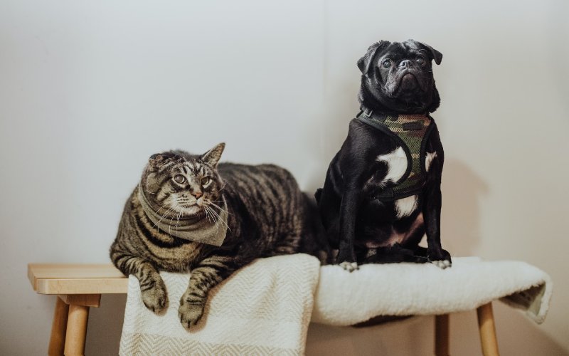 7 Interesting Superstitions About Pets (Is There Any Truth to Them?)
