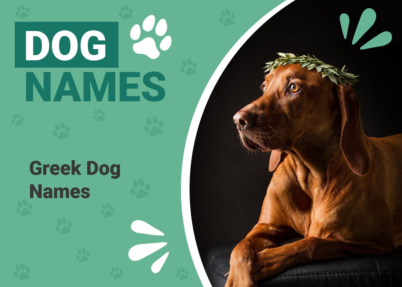 200 Greek Dog Names: Historical & Unique Ideas