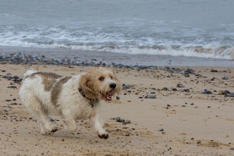Briquet Griffon Vendeen Dog Breed: Info, Pictures, Care & More