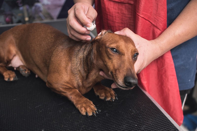 How to Clean Your Dachshund's Ears: 8 Vet-Approved Cleaning Tips