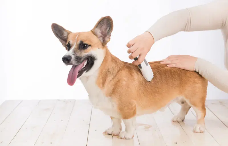 How to Groom a Corgi: 5 Vet-Verified Tips & Tricks