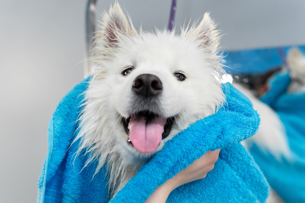 How to Bathe a Big Dog: 14 Vet-Approved Grooming Tips