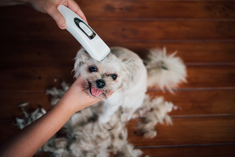 10 Best Dog Clippers for Thick and Matted Hair in 2026 - Reviews & Top Picks