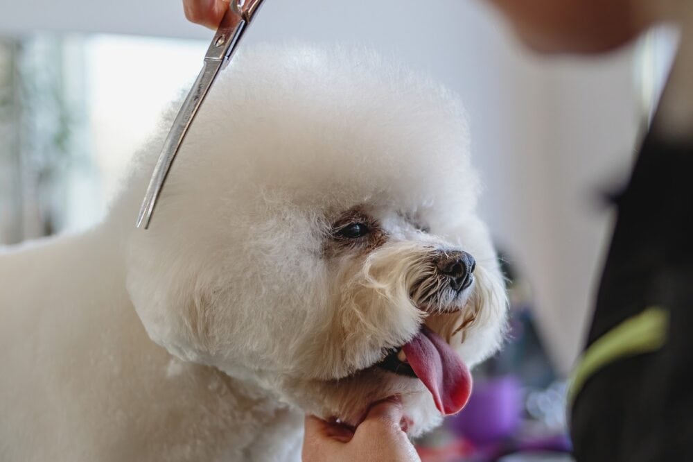 How Much Does Dog Grooming Cost in Australia? 2026 Price Guide