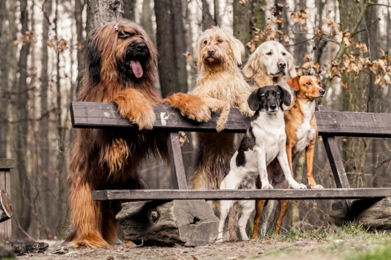 15 Great Off-Leash Dog Parks in New York, NY You Can Visit in 2026