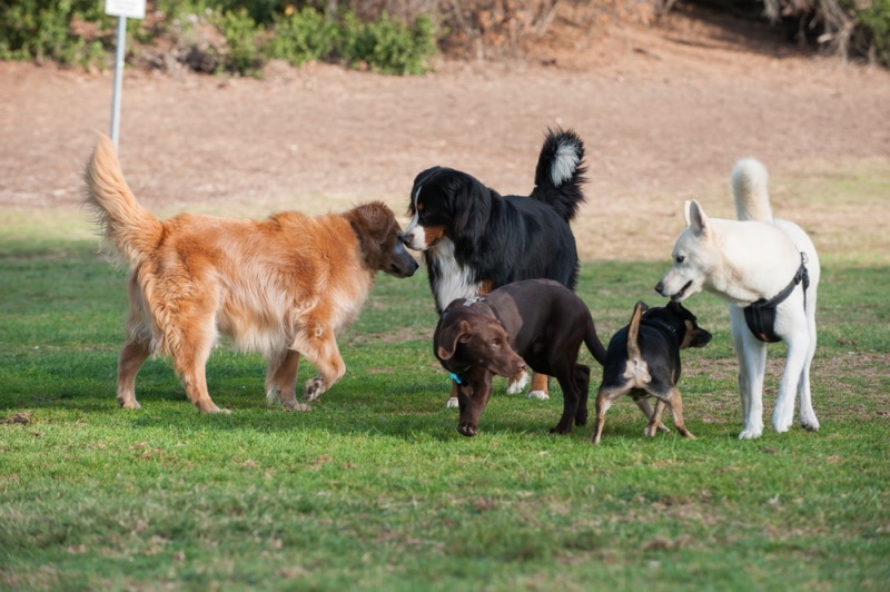 3 Off-Leash Dog Parks in Fort Collins, CO You Can Visit in 2026