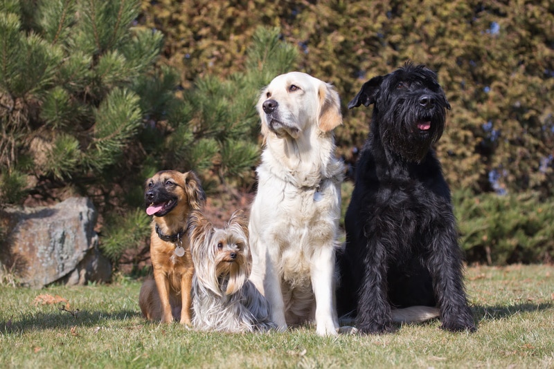 7 Most Popular Dog Breeds In New York (2026 Update with Pictures)