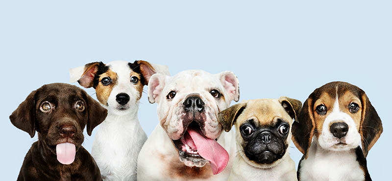 National Purebred Dog Day 2026: History, Purpose & How to Celebrate