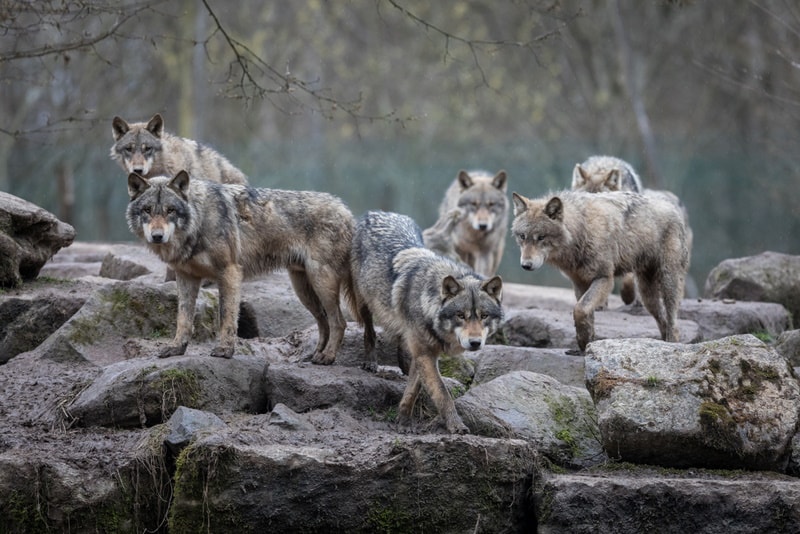 8 Wild Dogs That Are Kept as Pets (With Pictures)