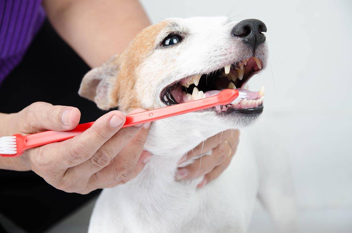 How to Clean Your Dog’s Teeth: 5 Vet-Approved Tips