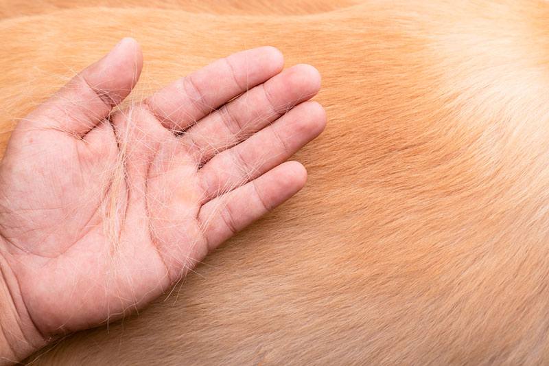 Can Dog Hair Pierce Human Skin? Info, Treatment & Prevention