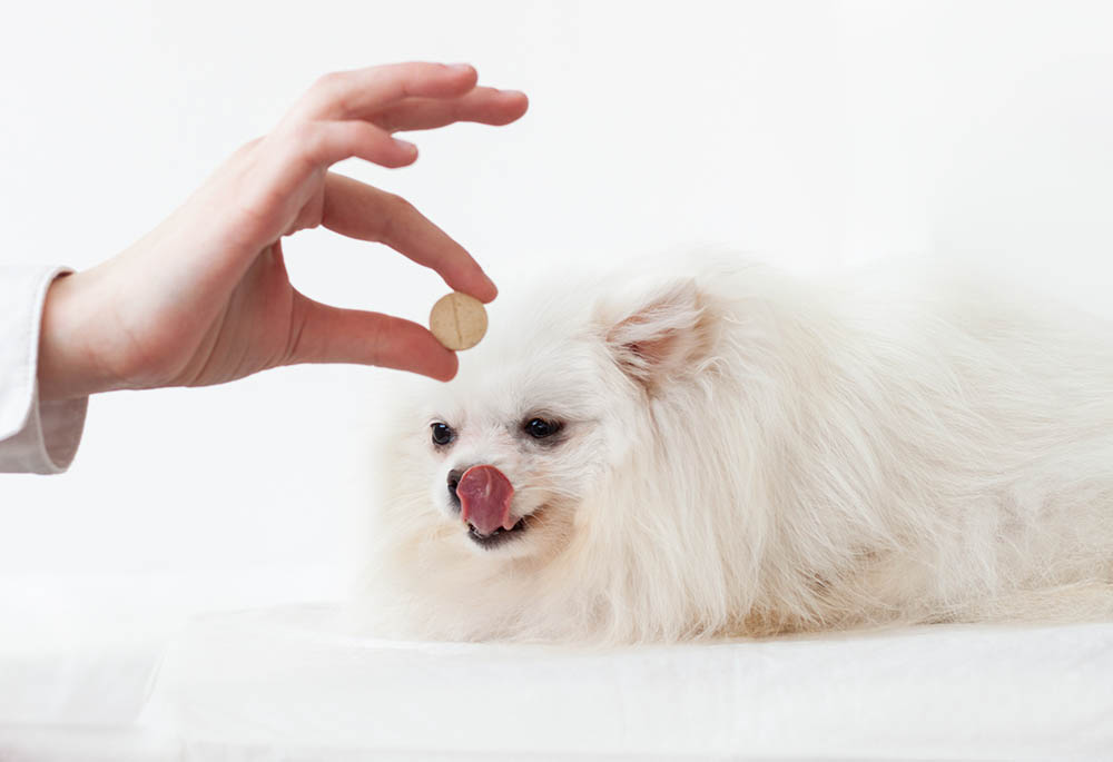 9 Best Glucosamine Supplements for Dogs in 2026 - Reviews & Top Picks