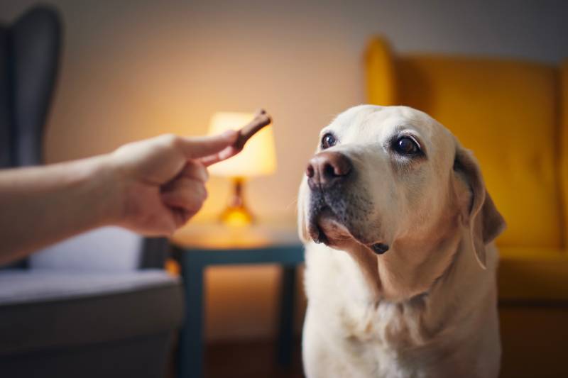 National Dog Biscuit Day 2026: What It Is & Ways to Celebrate