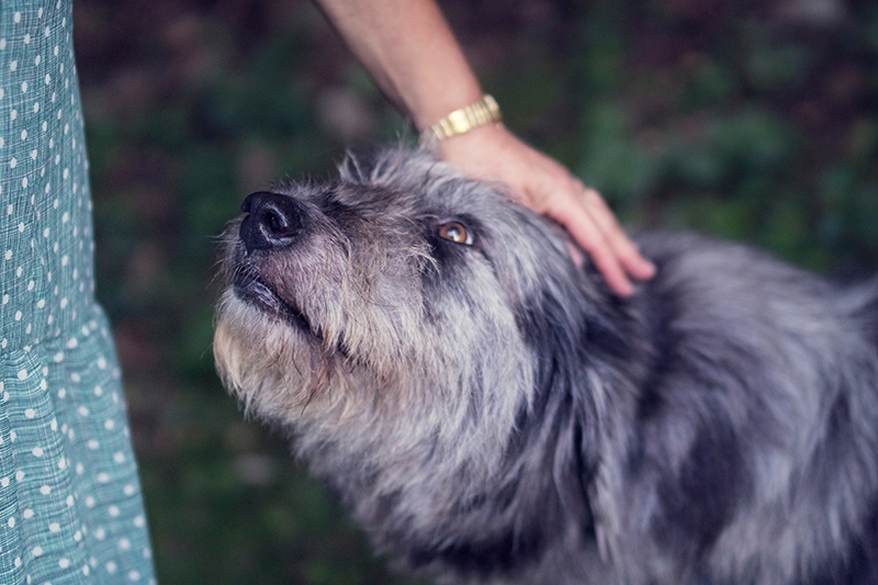 Will Petting Reduce Stress in My Dog? Vet-Reviewed Facts & FAQ