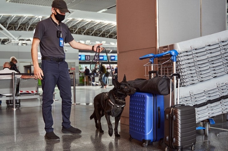 Can a Dog Detect Electronics? Canine Capabilities Explored