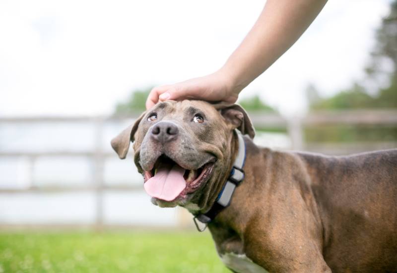 Do Dogs Think Humans Are Dogs Too? Canine Perception Explained