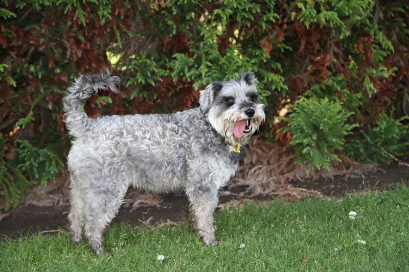 happy and contented schnoodle dog