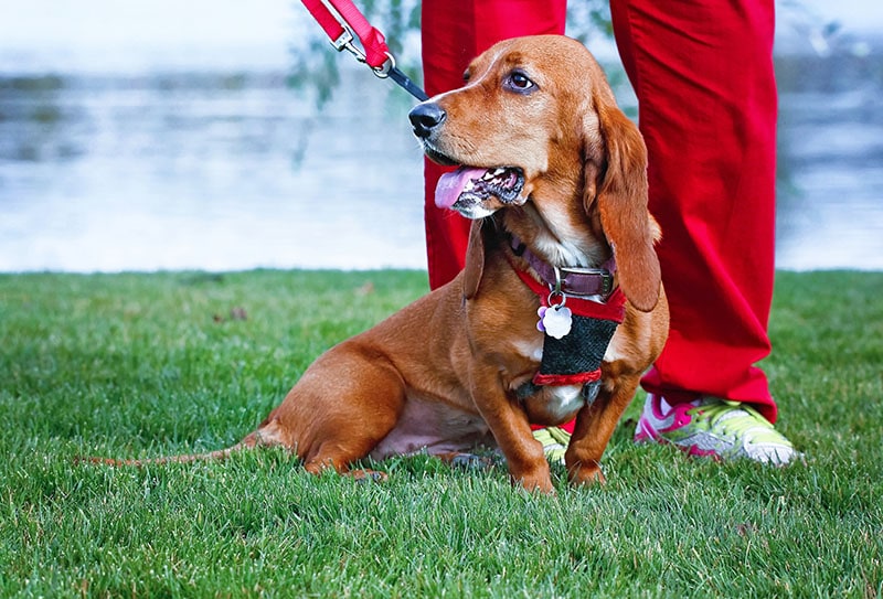 Miniature Basset Hound Dog Breed: Info, Pictures, Care Guide & More