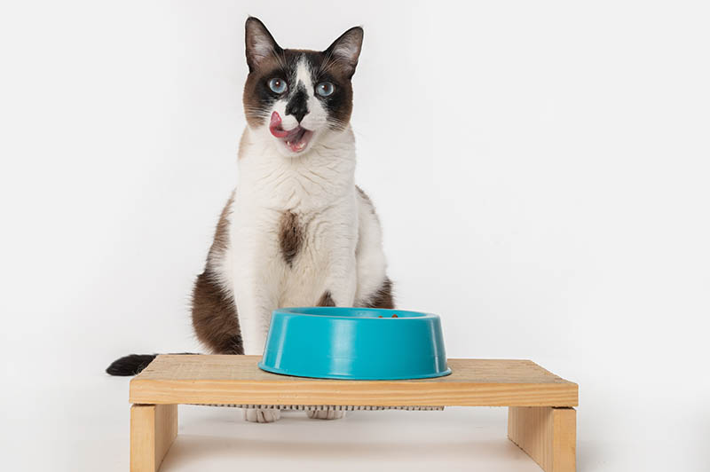 10 Benefits of Using an Elevated Bowl for Cats & Dogs: Vet Approved Facts