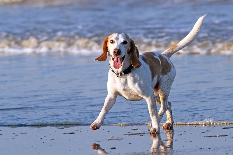 Top 7 Dog-Friendly Beaches in Malibu in 2026: Off & On Leash Places to Go