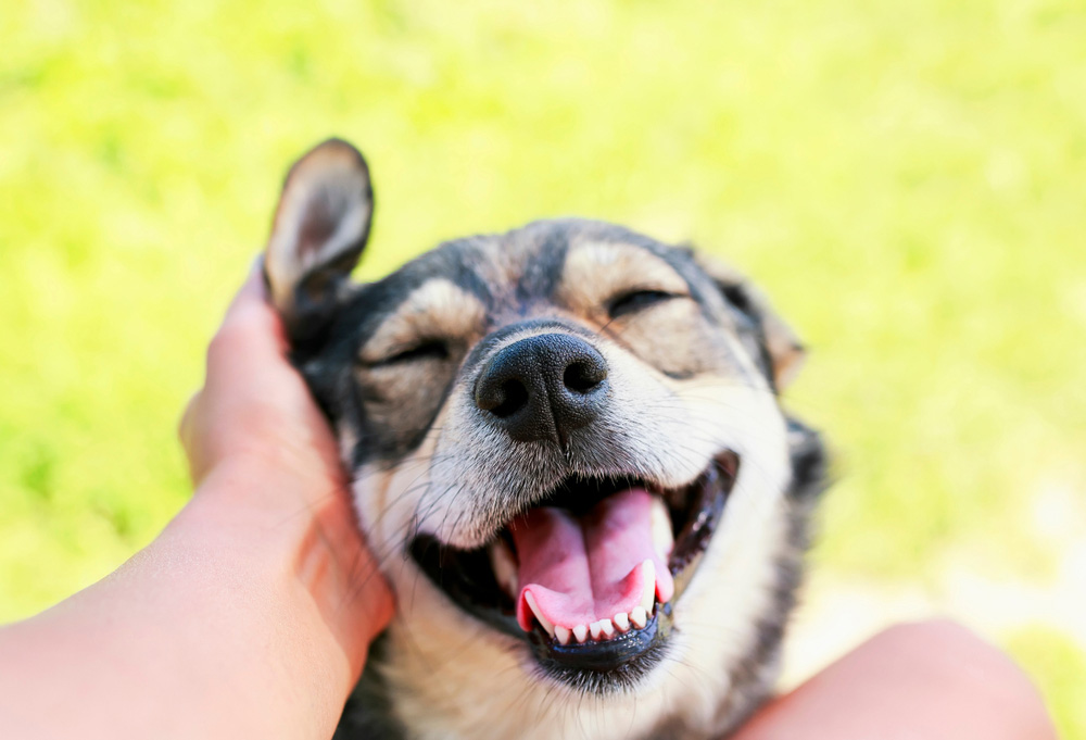 How to Make Your Dog Friendly to Strangers: 10 Vet-Reviewed Tips
