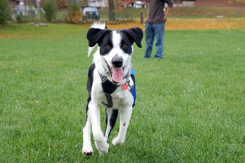 9 Great Off-Leash Dog Parks Near Covington, KY You Can Visit Today (2026 Update)