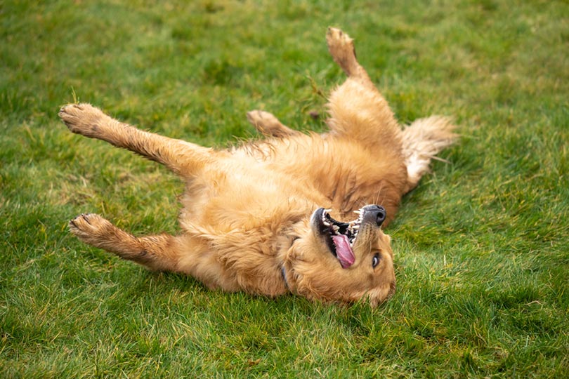 How Do Dogs Play? Playing Behavior Explained & Vet-Reviewed