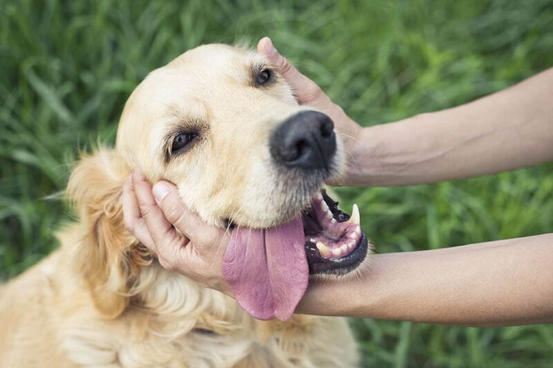 Why Do Dogs Like to Be Petted? 5 Vet-Verified Reasons