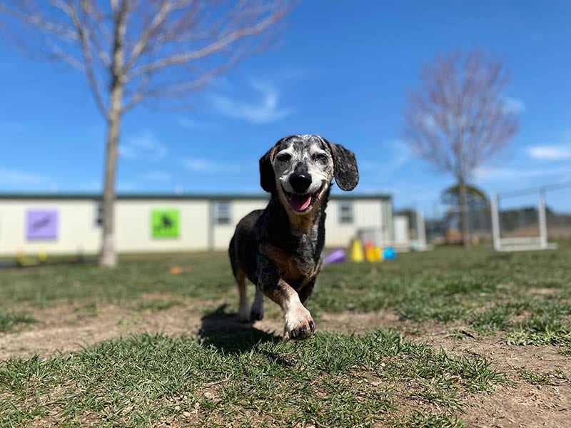 11 Benefits of Doggy Daycare for Dogs: Vet-Approved Facts