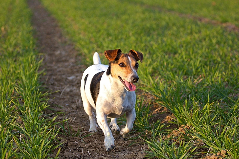 Do Dogs Need Sunlight to Be Healthy? What Science Says