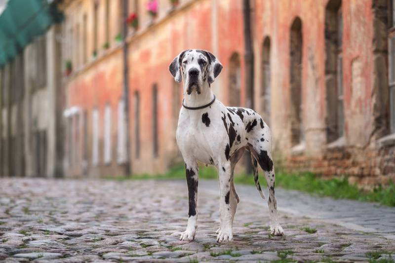 Is a Great Dane a Good Guard Dog? Vet-Reviewed Facts to Know