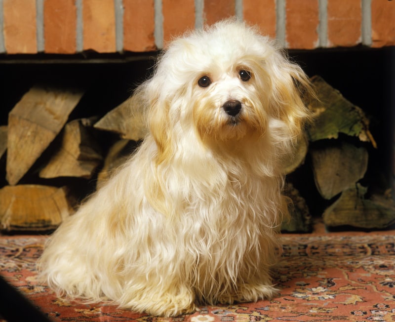 Havana Silk Dog: Info, Pictures, Care & Facts