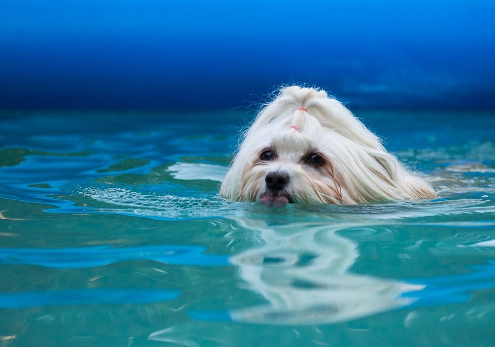 Do Havanese Like Water? Swimming & Vet-Reviewed Safety Tips