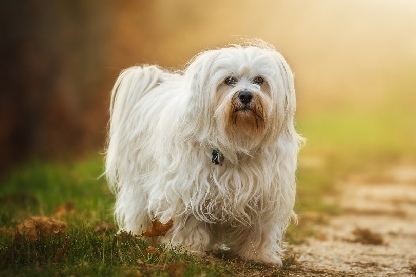 10 Havanese Pros & Cons You Need to Know