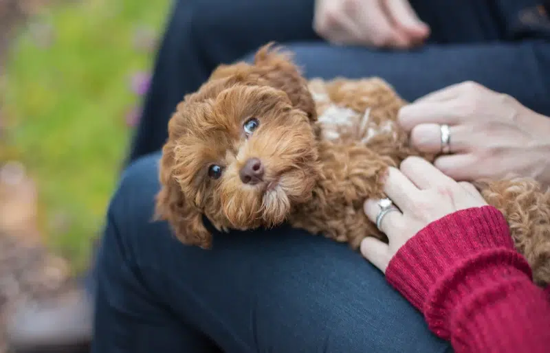 Do Dogs Purr? Vet-Verified Facts & Common Sounds