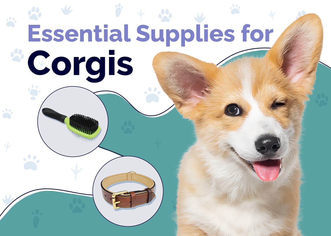 11 Essential Corgi Supplies to Get You Started: 2026 Vet-Reviewed Guide