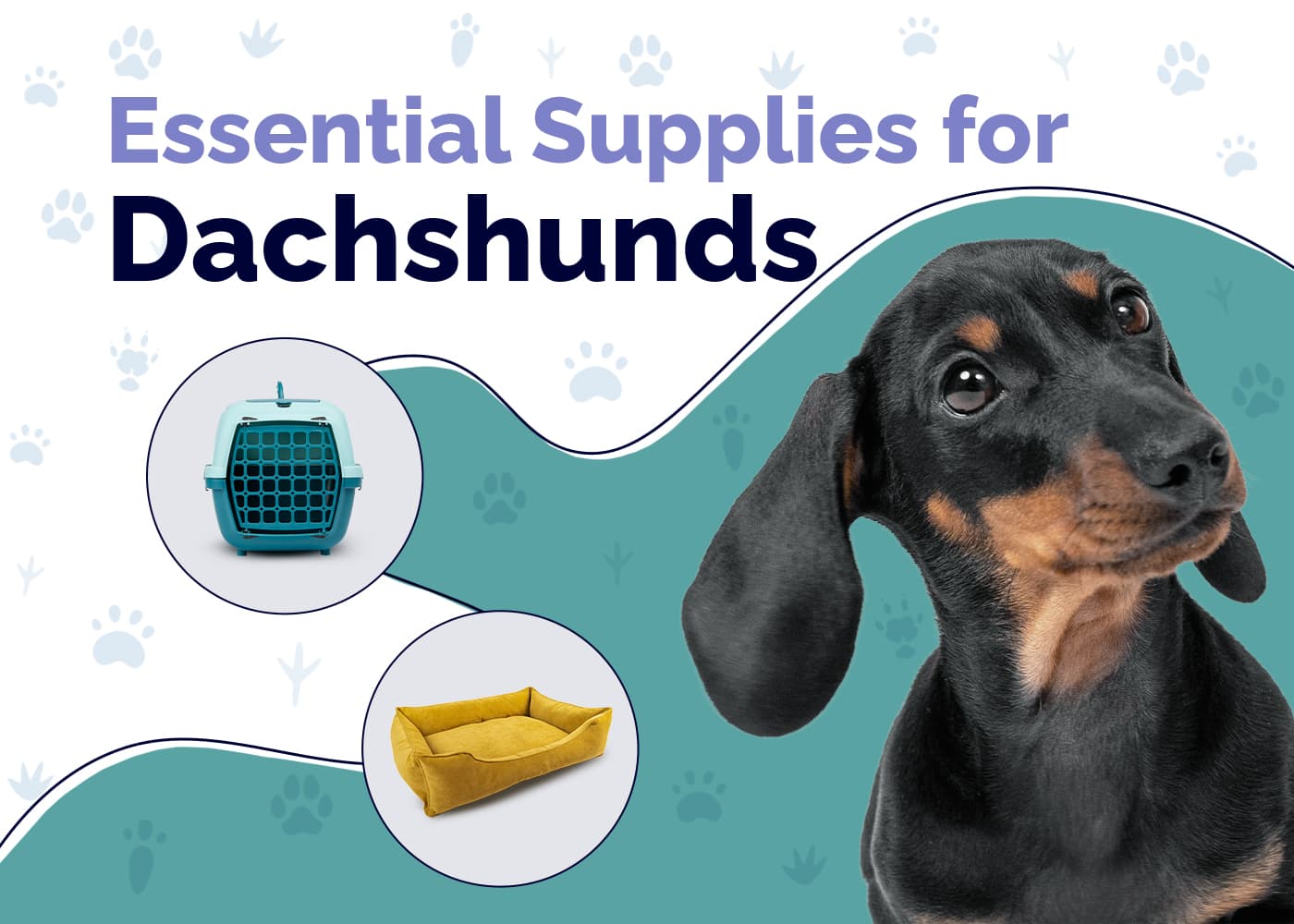 22 Essential Dachshund Supplies to Get You Started: 2026 Update