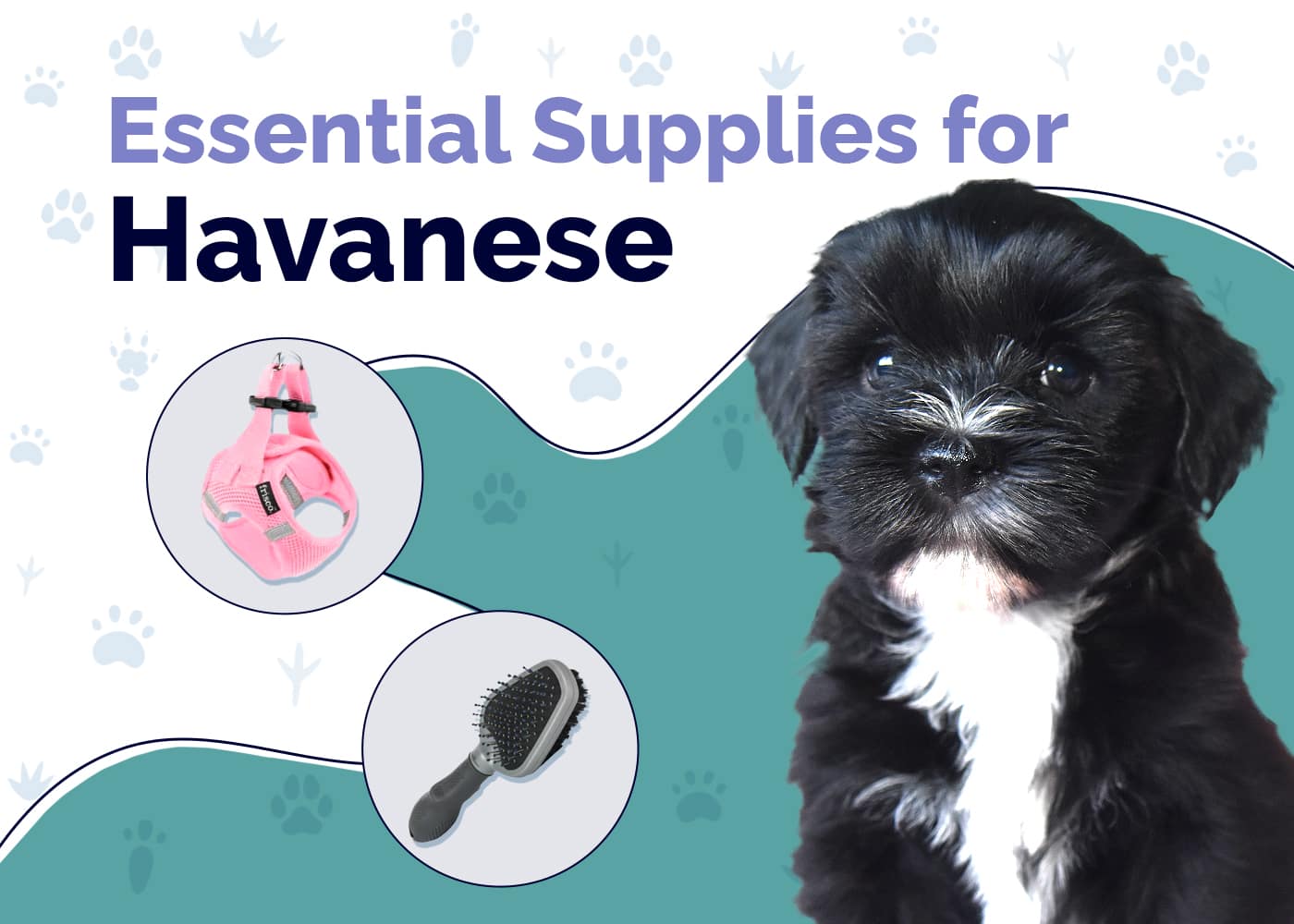 12 Essential Havanese Supplies to Get You Started: 2026 Guide