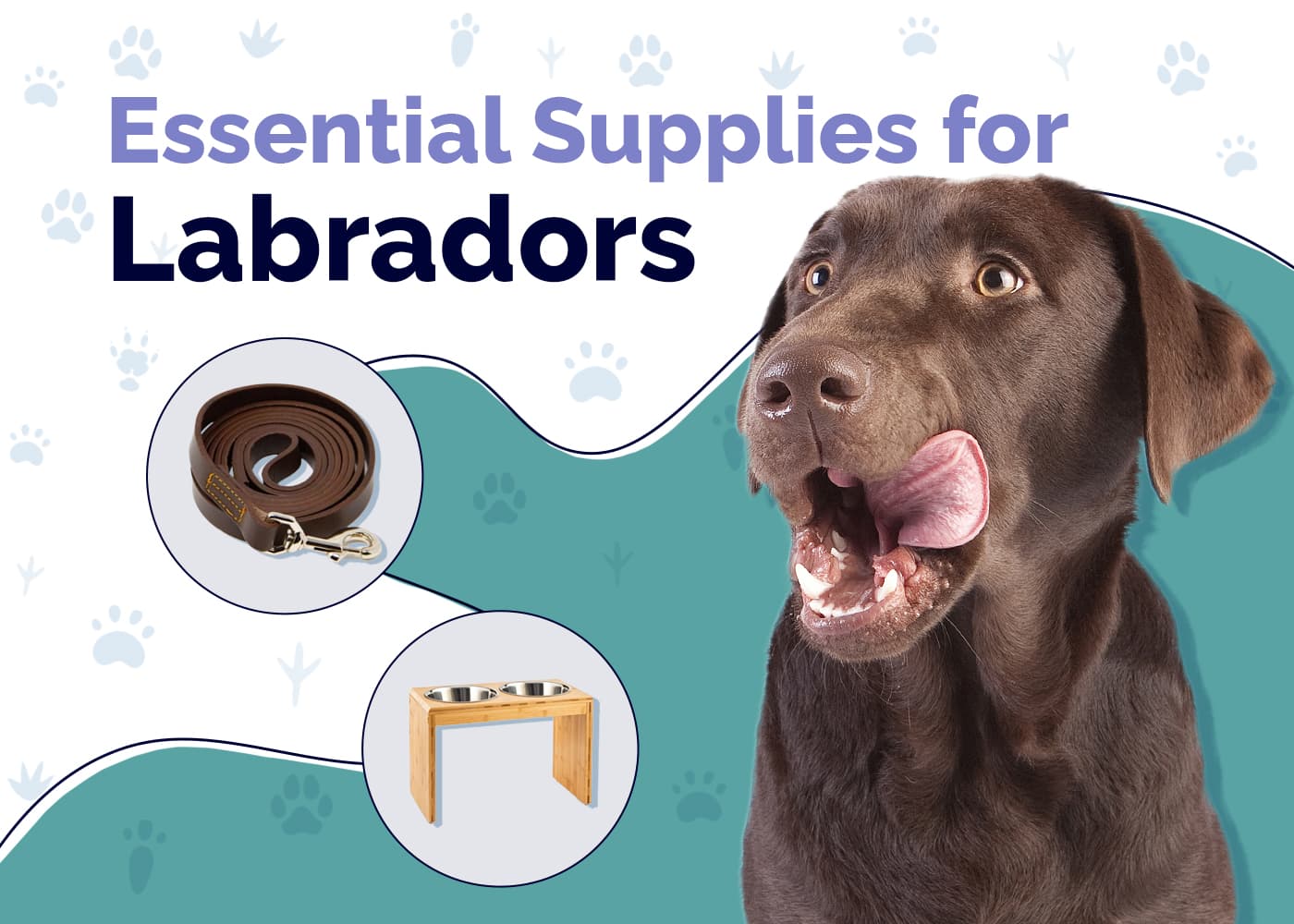 20 Essential Labrador Supplies to Get You Started: 2026 Guide