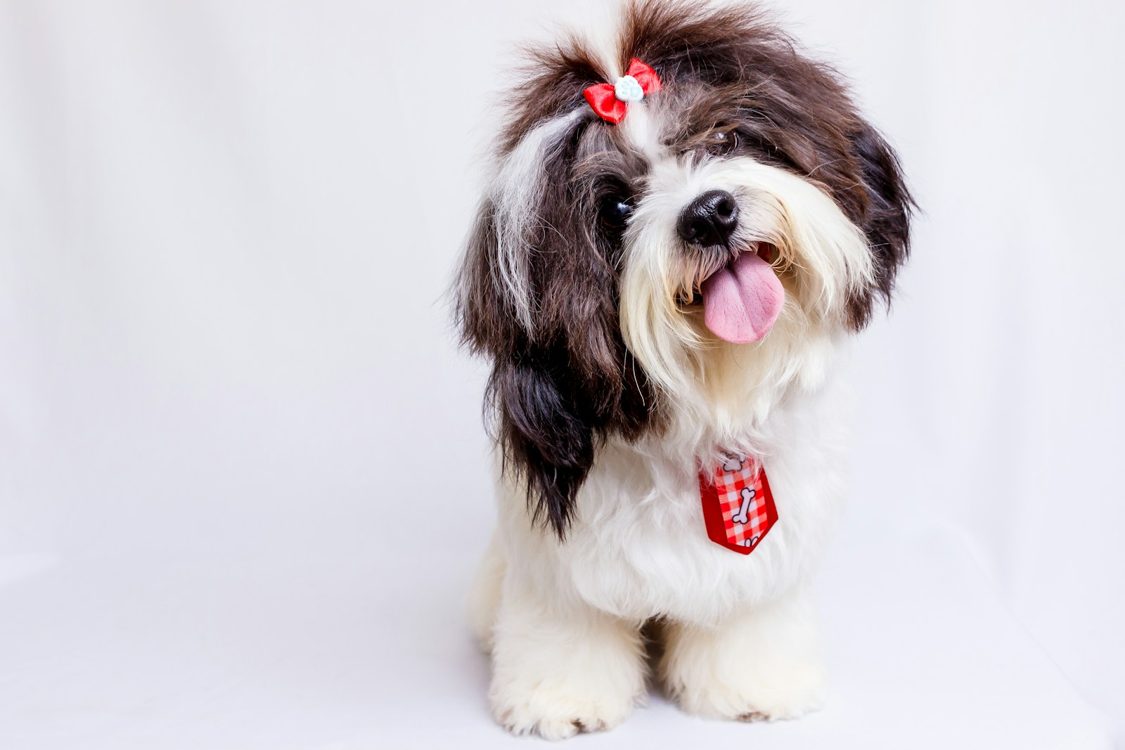 16 Longest Living Dog Breeds With Facts & Pictures
