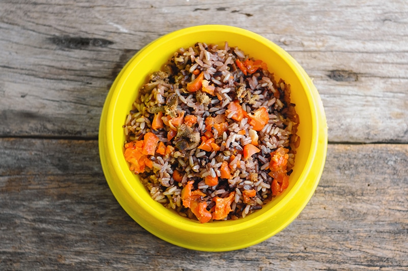 How to Store Homemade Dog Food: 6 Vet-Reviewed Tips