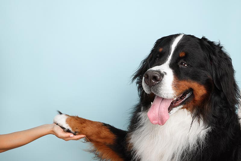 Does a Bernese Mountain Dog Have Webbed Feet? Breed Characteristics