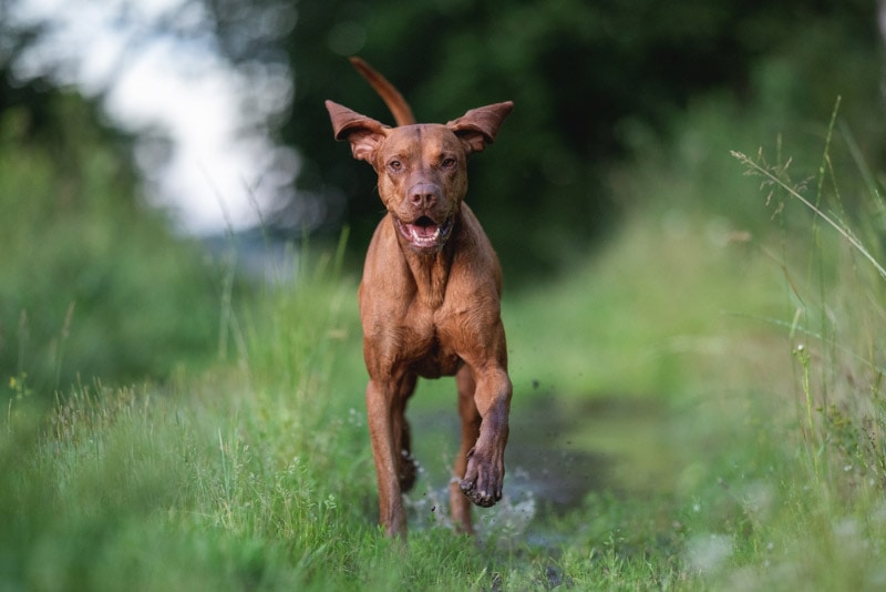 8 Surprising Vizsla Facts: Vet-Reviewed Origins & History