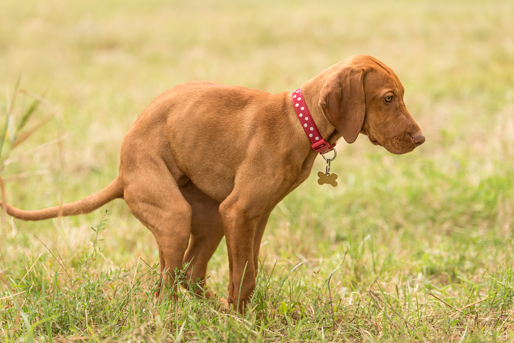 Green Dog Poop: 4 Vet-Verified Causes & Facts
