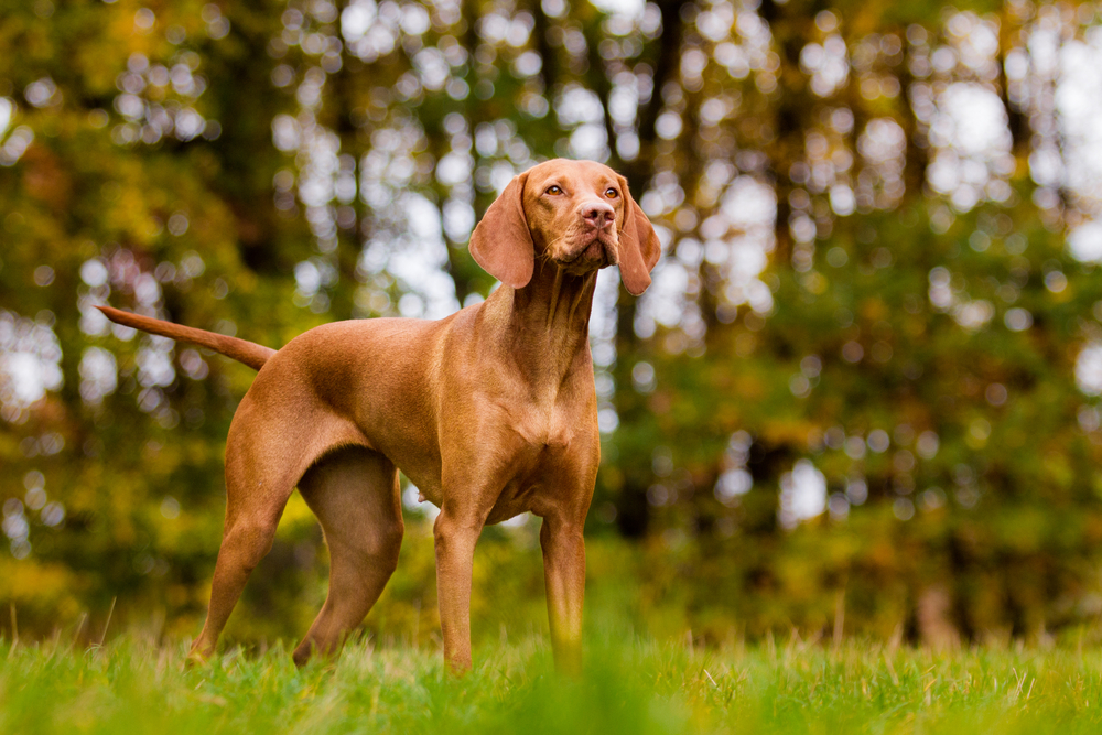 hungarian vizsla dog standing on the grass