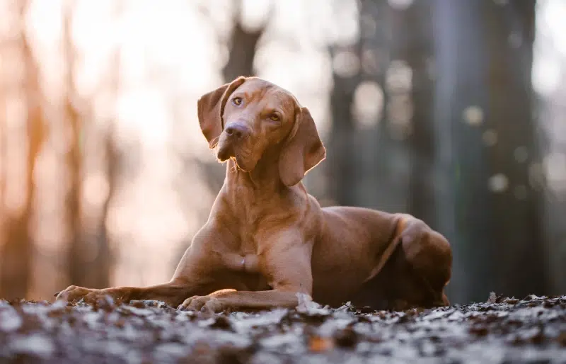 How to Potty Train a Vizsla: 8 Vet-Approved Tips & Tricks