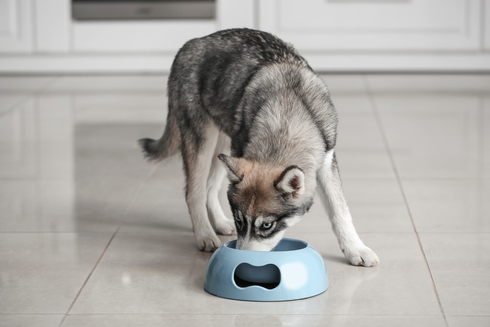 11 Best Wet Dog Food for Huskies in 2026 - Reviews & Top Picks