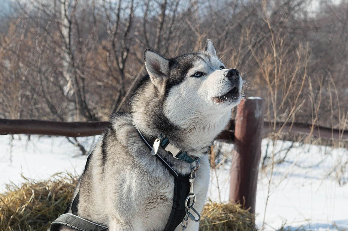 Alaskan Husky: Dog Breed Info, Pictures, Traits & Care
